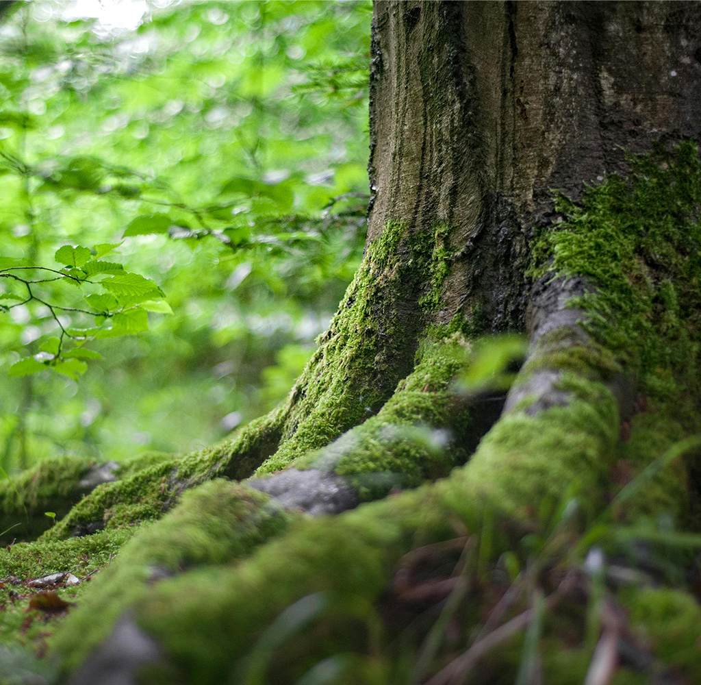 proyectos forestales