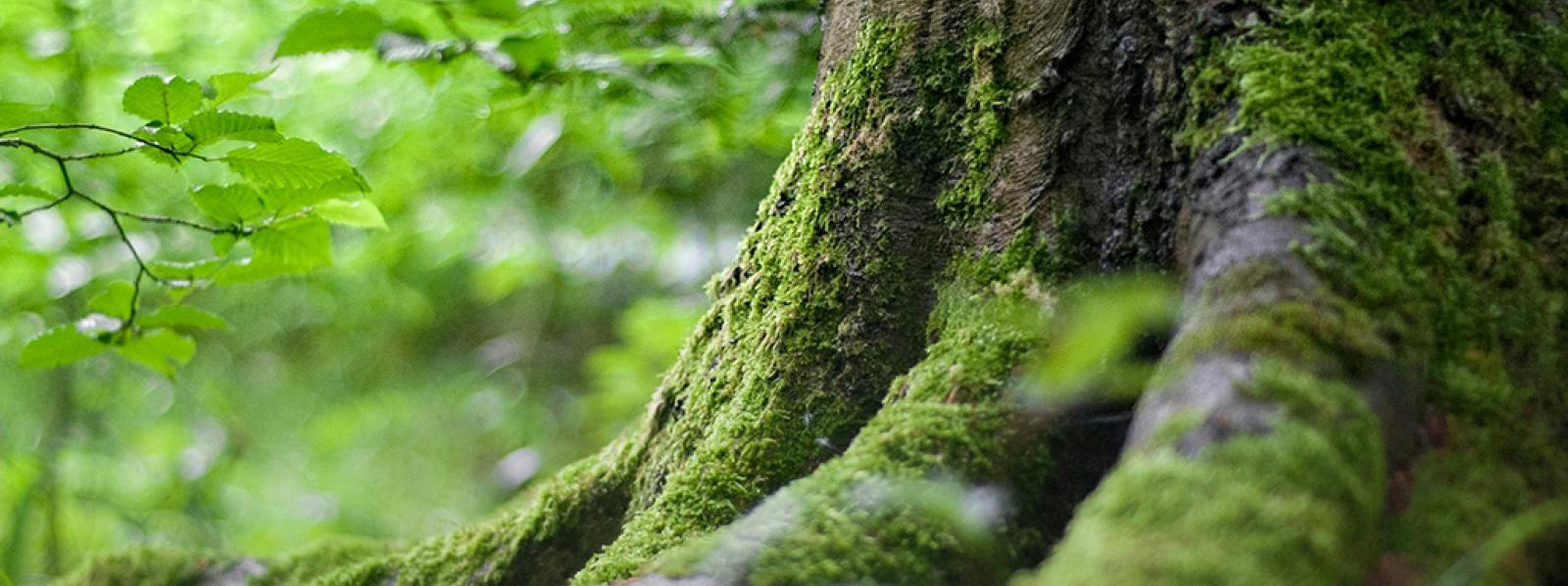 proyectos forestales